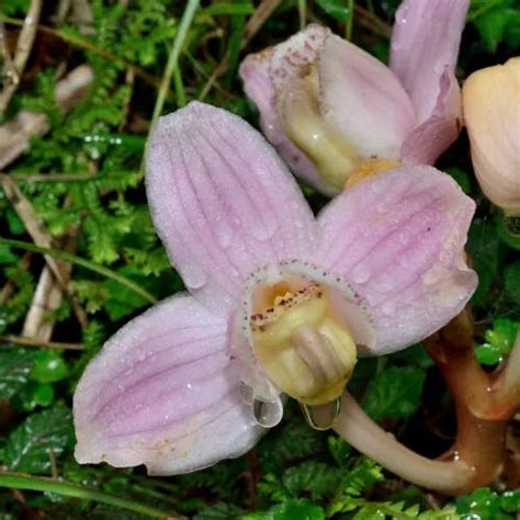 鍾馗蘭|ショウキランの育て方と花や菌根など植物の特徴をわかりやすく。